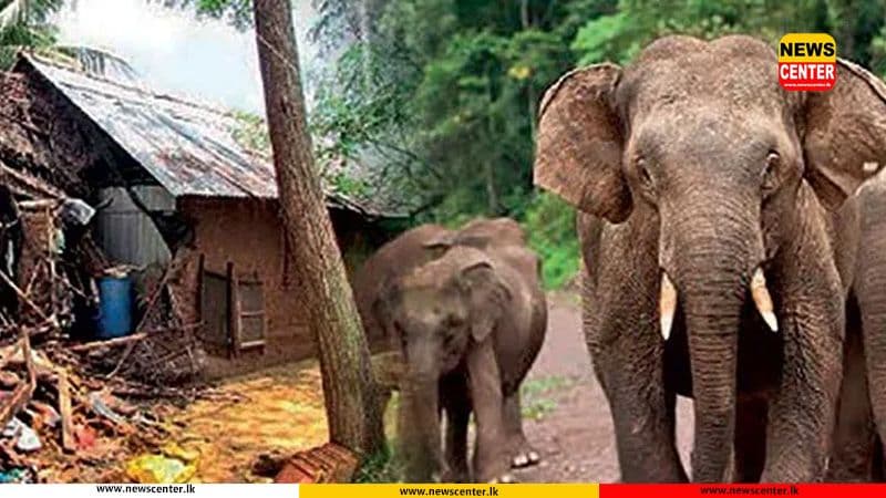 අලි-මිනිස් ගැටුම අවම කිරීම සඳහා පුළුල් ජාතික සැලැස්මක් 