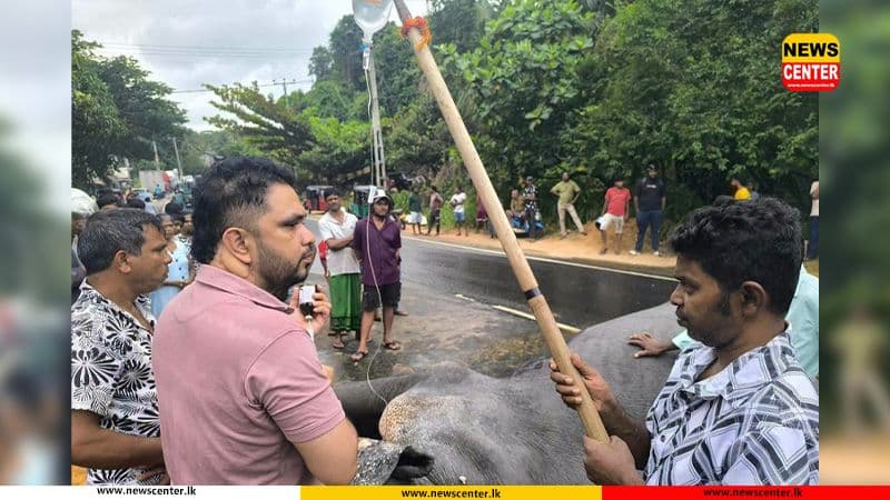 පෙරහැරට රැගෙන යමින් සිටි අලියා අනතුරකට ලක්වෙයි 